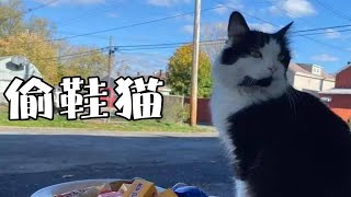 偷鞋猫竟然成了网红？！！