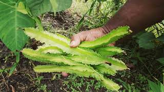 Home Garden || ගෙවත්තෙ හදපු දඹල. ගෙදෙර හදපු දඹල.