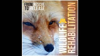 S3E5 Tim Jasinski On Wild Fostering Of Goslings