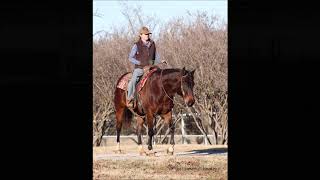 Native Illuminator aka "Trooper" ~ 2012 APHA Gelding ~ Big, Handsome & Nicely Broke!