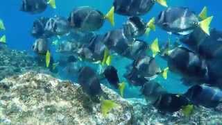 Under the Sea of Cortez