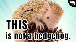 ELEPHANTS have WEIRD cousins (and some are coming BACK FROM THE DEAD)!