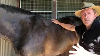 Saddle Fitting Experience With Peter Horobin