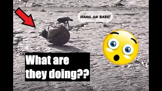 Dung beetle riding on a ball of poop!