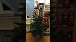 Duchesse mon chaton de 3 mois escalade mon sapin de Noël {trop drôle}