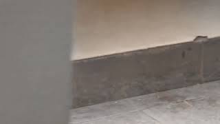 DSCN4632