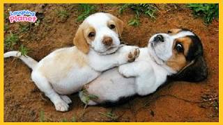 🐕99.9% Can’t Handle the Cuteness of These Dogs 😍 Top Funny Puppies Videos Ever!