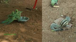 Parrot bathing drinking water || #parrotbathing