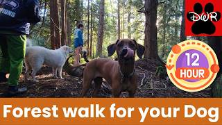 Take a 12 hour pack walk with your dog through the forest at Doggy Woods Retreat!  Filmed for dogs!