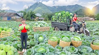 Rewind Timelapse: Harvest 500+ Cabbages, Use 3-Wheeled Truck Go to Market Sell | Phương Farm TV