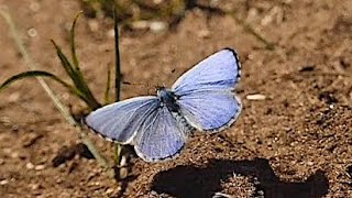 Pretty Spring Azure Butterfly in Slow Motion Flight;  Rubs Wings Together #azure #butterflies