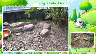 Turtle friends live 🐢 Relax | Turtles | Music | Chill