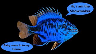Courtship in Fish - Lady come in to my house.. Reef Tank 4K Quality