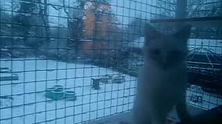 Ellery's First Winter