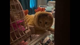 Hi Nama Kamek "BUBU"