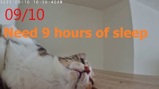 24小時直播精華｜必須睡9個小時｜Need 9 hours of sleep