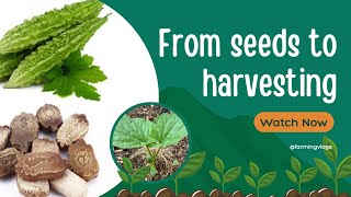 From seeds to harvesting #viral #karelakikheti #farming #khetibadi #growvegetables #viralvideo #khet