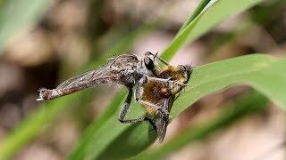 Fly vs Fly