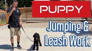 You've asked for puppy videos.  Learn how to get your puppy to not jump and walk on a leash
