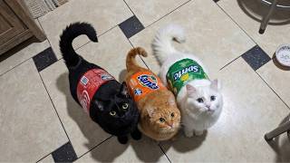 Try Not To Laugh 😂 Funniest Cats Videos 2026