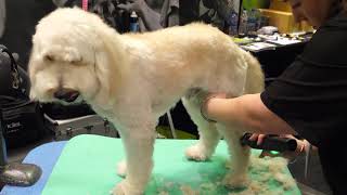 Easy Maintenance Trim on a Doodle Jessica Moore