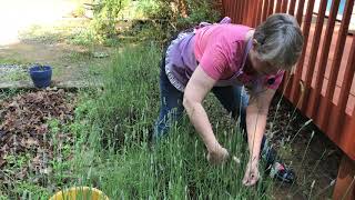 Harvesting  Lavender