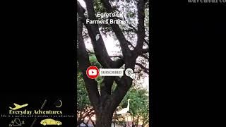Egret rookery at Farmers Branch | Egrets at the City | Texas Egrets | Farmers Branch Texas