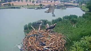 2023-07-26 #2's first flight! 61 days old | Second fledge of the day | Boulder County Osprey Cam