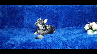 Merle Alvin  is ready to go!  #frenchbulldog #frenchie #frenchbulldogpuppy