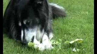 missey has a DELICIOUS CABBAGE LEAF.