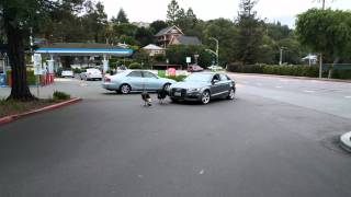 Turkey attacking car in Larkspur, CA