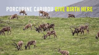 Protect the Arctic from Gas and Oil Drillin