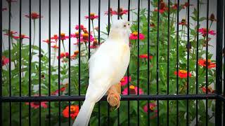 Special Canary To Entice All Canaries To Sing Diligently‼️Belgian Canary Singing