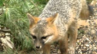 Gray Fox Pup And Dad 7 24 2013