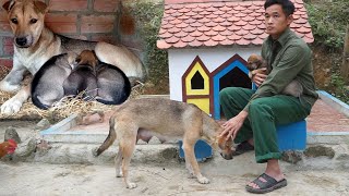 Build a new life, bushcraft, camping, gardening, farm animals, wild, survival- Forest Life CT|Ep 104