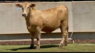 J&J Cattle Co: Bred Replacement Heifer Online Auction