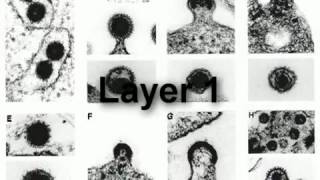 Endogenous Retroviruses The Three Layers of ERV Evidence for Common Ancestry.mp4