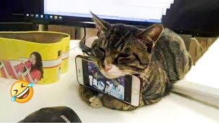 😹 You Definitely Laugh, Trust me 😱 - Funniest Cats Expression Video 😇 - Funny Cats Life