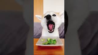 ASMR Shibainu Eats Bok Choy