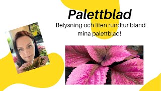 Belysning och rundtur!