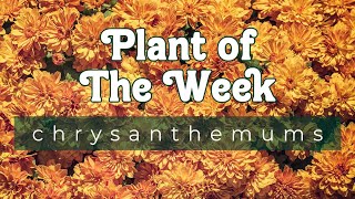 PLANT OF THE WEEK | CHRYSANTHEMUMS