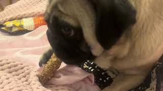 Peanut 🥜 The Pug 🐶 Chews On Busy Bone 🦴 Doggy Style ASMR 🎙️