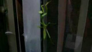 Praying Mantis