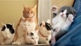 Funny Cats Movements Compilation 2  **SO CUTE**