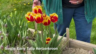 Single Early Tulip, Keizerskroon - Bulbs for Fall Planting