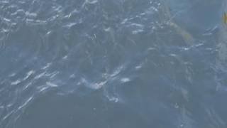 Huchen in Lauerstellung