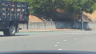 The turkeys crossed the street