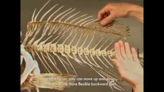 Reading Bones The Fish Skeleton