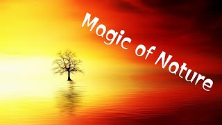Morning Magic Melody | Magical Refreshing View #morning #health #energetic