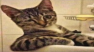 cat core | compilation